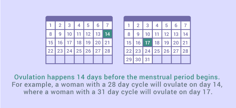 Ovulation Chart For 28 Day Cycle