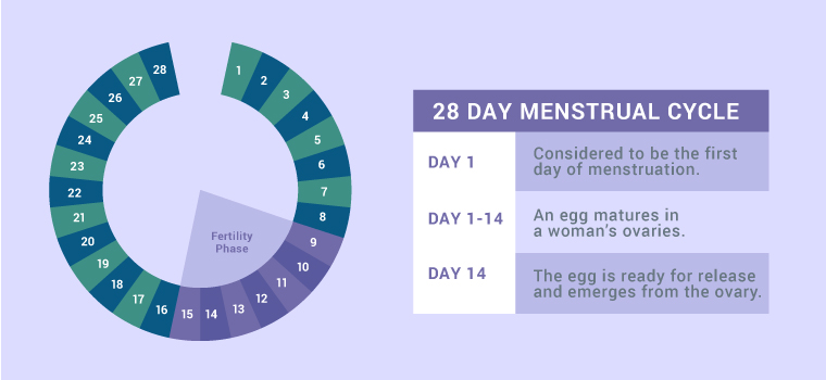 Understanding a Woman's Fertility Cycle 